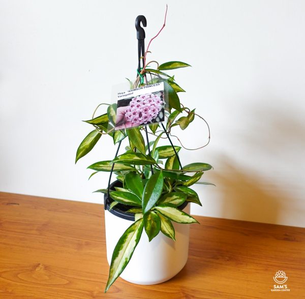 Large Hoya Carnosa Variegata 'Krimson Princess' Indoor Plant with Pink Flowers