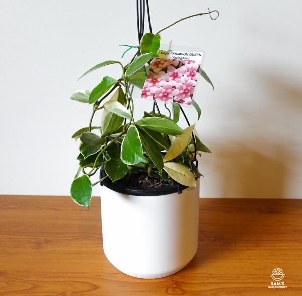 Large Hoya Carnosa Variegata 'Krimson Queen' Indoor Plant with Pink Flowers