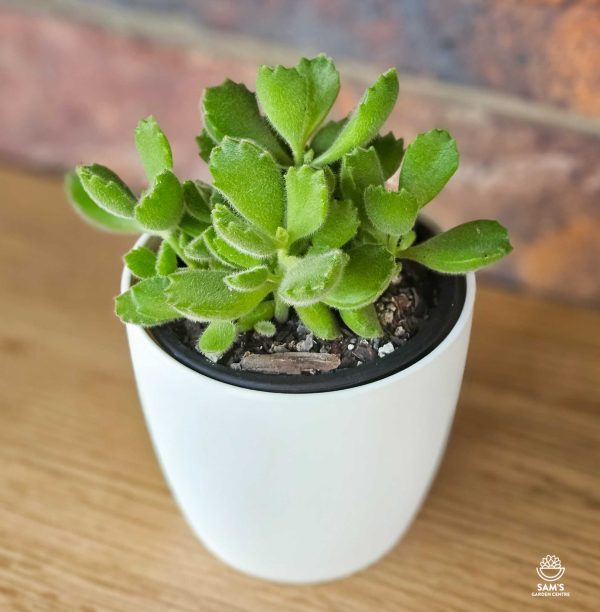 Cotyledon Bear Paws Succulent with Furry Chubby Leaves