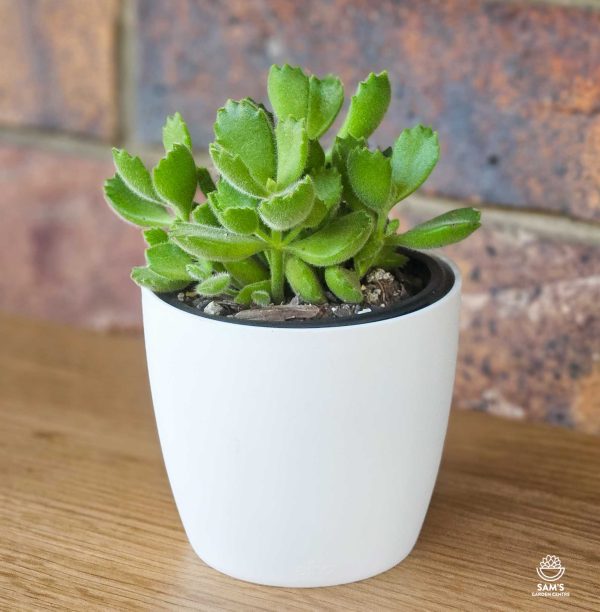 Cotyledon Bear Paws Succulent with Furry Chubby Leaves