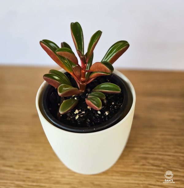 Peperomia Graveolens Succulent with Burgundy and Green Leaves